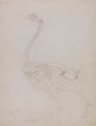 Tělo Slepice, Boční Pohled od George Stubbs