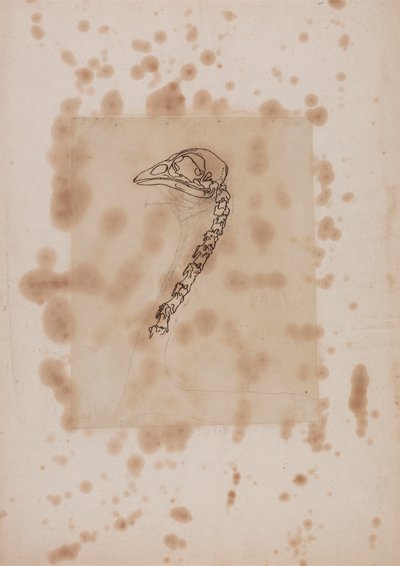 Hlava a krk drůbeže, boční pohled od George Stubbs