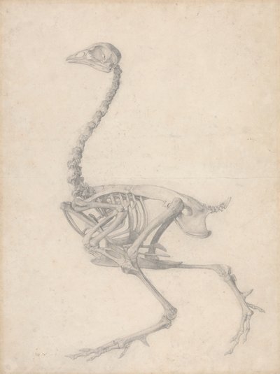 Kostra drůbeže, boční pohled (Dokončená studie pro tabulku V) od George Stubbs