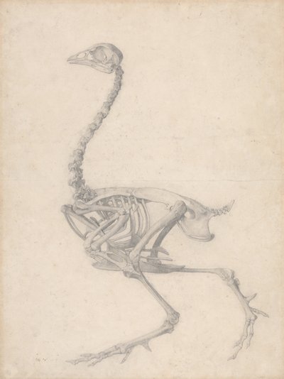 Slepičí kostra, boční pohled (dokončená studie pro tabulku V) od George Stubbs