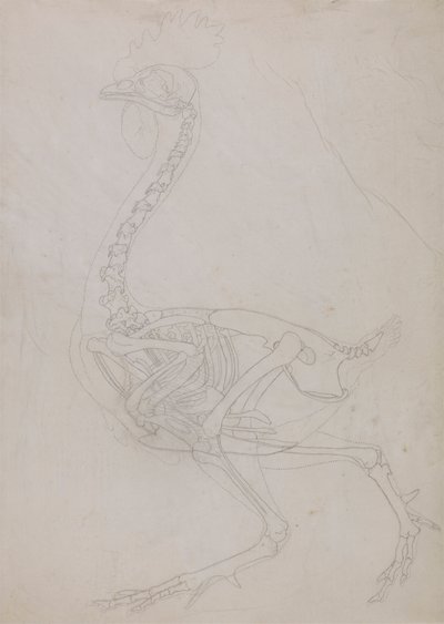 Kostra drůbeže, boční pohled (nákres) od George Stubbs