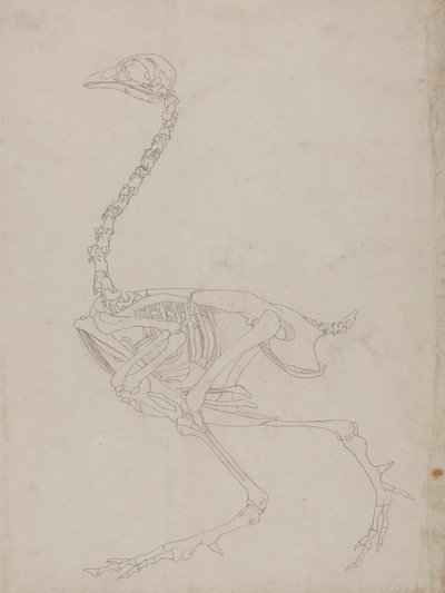 Kostra drůbeže, boční pohled (nákres kostry) od George Stubbs