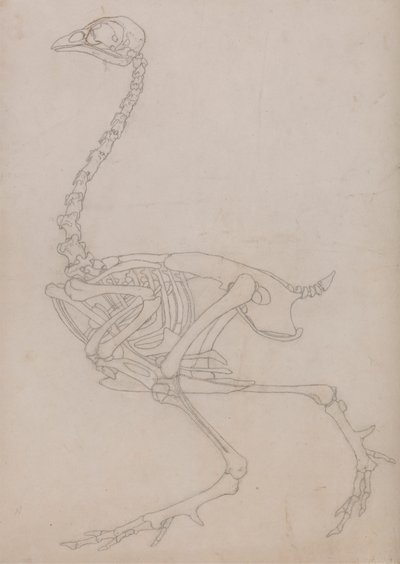 Kostra drůbeže, boční pohled (nákres kostry připravený pro klíčovou postavu k tabulce V) od George Stubbs