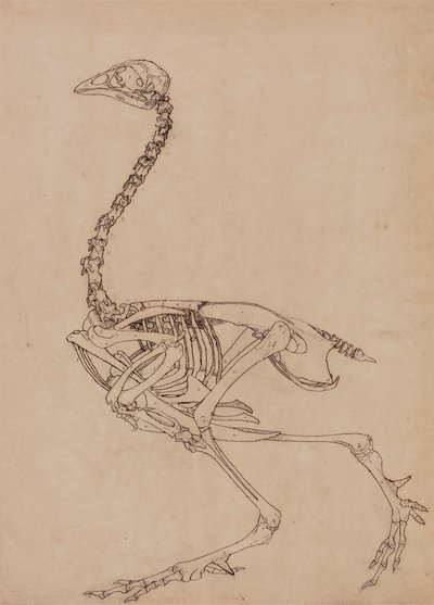 Kostra drůbeže, boční pohled (studie pro klíčovou postavu k tabulce V) od George Stubbs