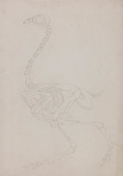 Kostra drůbeže, Boční Pohled od George Stubbs