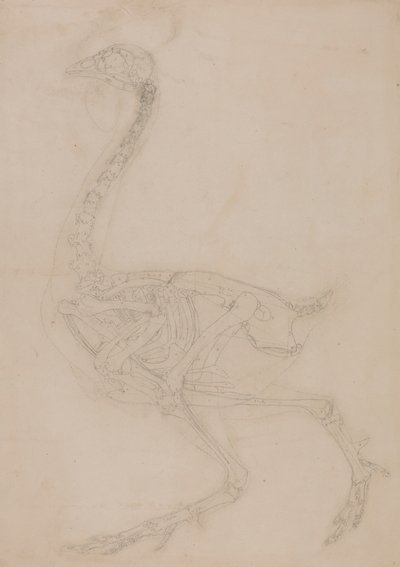 Kostra drůbeže, Boční Pohled od George Stubbs