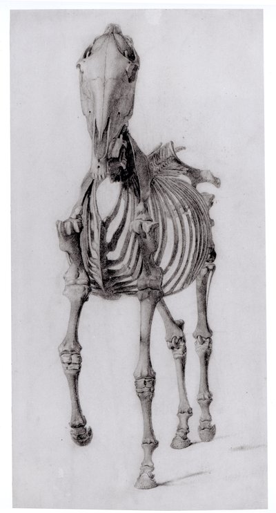 Čelní pohled na kostru koně, studie č. 10 z The Anatomy of the Horse, 1766 od George Stubbs