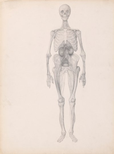 Lidská postava, pohled zepředu (Dokončená studie poslední fáze pitvy) od George Stubbs