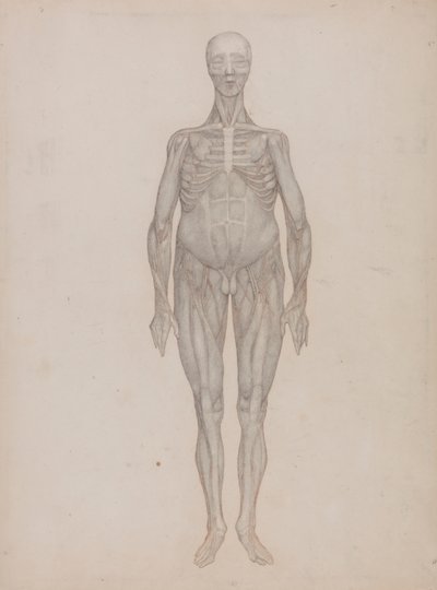 Lidská postava, pohled zepředu (určeno pro talíř, který nebyl nikdy publikován) od George Stubbs