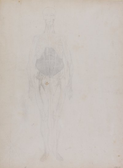 Lidská postava, pohled zepředu (z velké části v obrysu) od George Stubbs