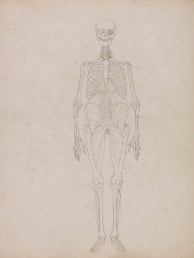 Lidská postava, pohled zepředu (obrysový obrázek) od George Stubbs