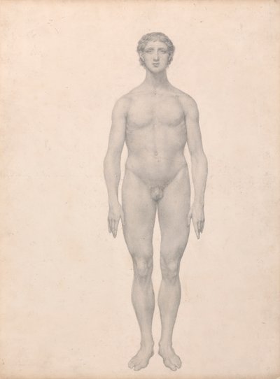 Lidská postava, pohled zepředu, nerozřezaný (Dokončená studie pro tabulku VI) od George Stubbs