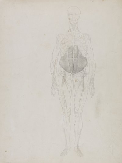 Lidská postava, pohled zepředu, z „Srovnávací anatomické expozice stavby lidského těla s tygrem a drůbeží“ od George Stubbs