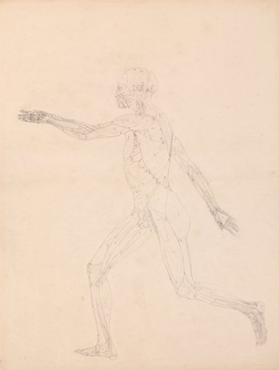 Lidská postava, boční pohled (pro klíčovou postavu k tabulce XIII) od George Stubbs
