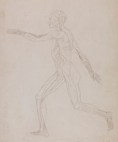 Lidská postava, boční pohled (související s tabulkou XIII, podrobná studie krevních cév zásobujících svaly) od George Stubbs