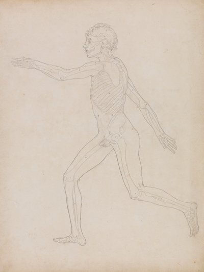 Lidská Postava, Boční Pohled od George Stubbs