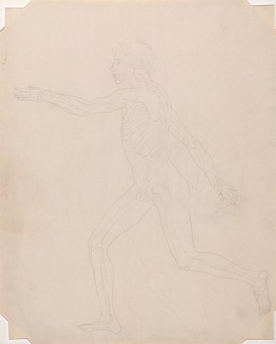 Lidská Postava, Boční Pohled od George Stubbs