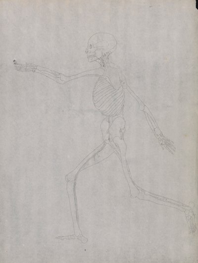Lidská Postava, Boční Pohled od George Stubbs