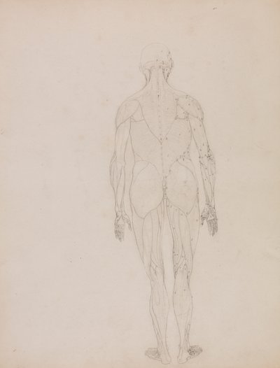 Lidská postava, zadní pohled (obrys pro klíčovou postavu k tabulce XII) od George Stubbs