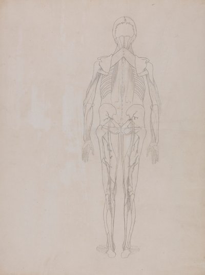 Lidská postava, pohled zezadu (nákres klíčové postavy nepublikované desky) od George Stubbs
