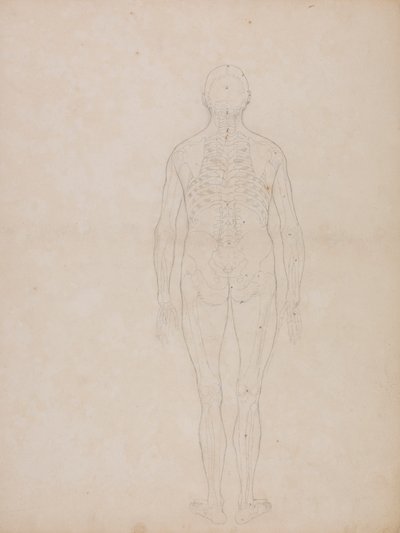 Lidská postava, zadní pohled od George Stubbs