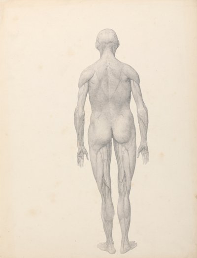 Lidská postava, pohled zezadu, částečně rozřezaný (Dokončená studie pro tabulku XII) od George Stubbs