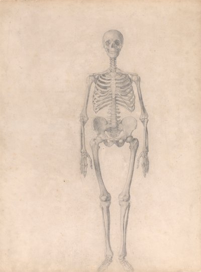 Lidská kostra, pohled zepředu (Dokončená studie pro tabulku I) od George Stubbs