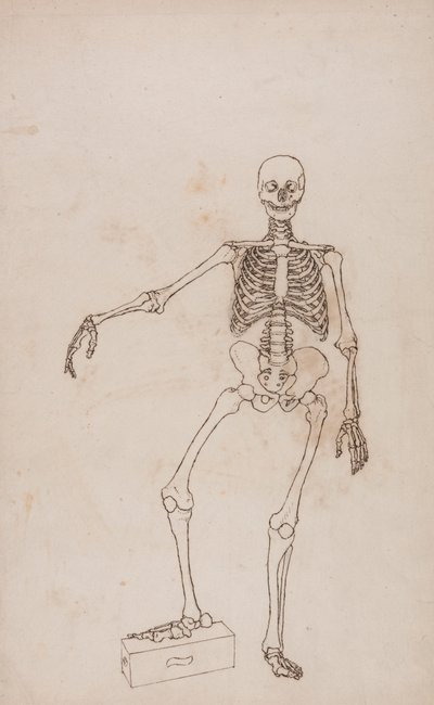 Lidská Kostra, Pohled zepředu od George Stubbs