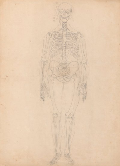 Lidská Kostra, Pohled zepředu od George Stubbs
