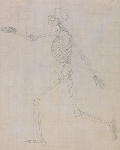 Lidská kostra, boční pohled (obrys kostry pro klíčovou postavu k tabulce III) od George Stubbs