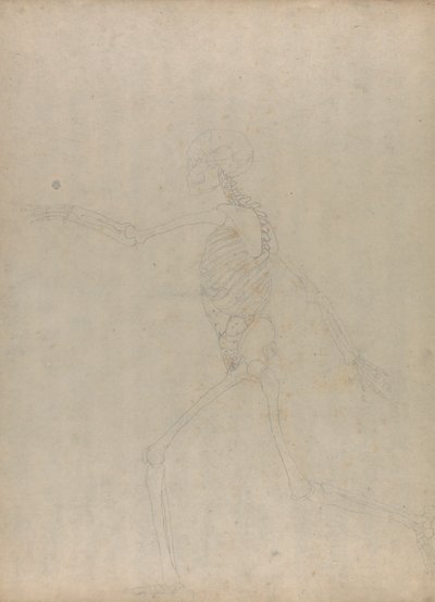 Lidská kostra, boční pohled (Studie pro klíčovou postavu k nepublikované tabulce zobrazující břišní vnitřnosti) od George Stubbs