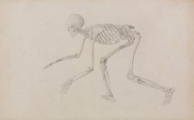 Lidská kostra, boční pohled (v plíživém držení; dokončená studie pro nepublikovaný stůl) od George Stubbs