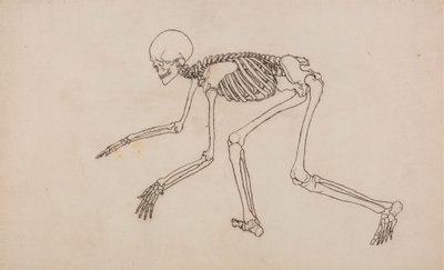 Lidská Kostra, Boční Pohled od George Stubbs