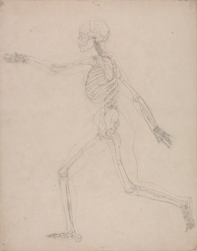Lidská Kostra, Boční Pohled od George Stubbs