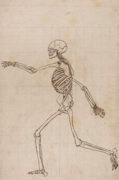 Lidská Kostra, Boční Pohled od George Stubbs