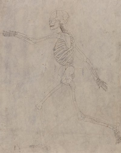 Lidská Kostra, Boční Pohled od George Stubbs