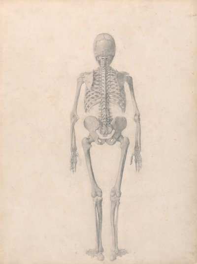 Lidská kostra, pohled zezadu (Dokončená studie pro tabulku II) od George Stubbs