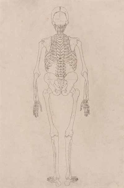 Lidská kostra, pohled zezadu (souvisí s tabulkou II) od George Stubbs