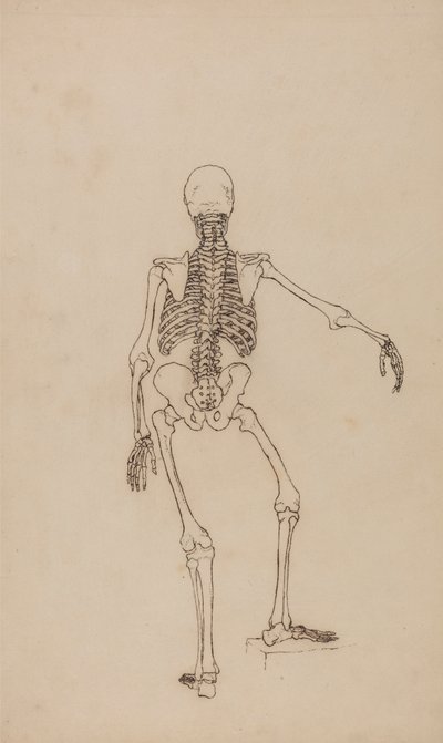 Lidská Kostra, Pohled zezadu od George Stubbs