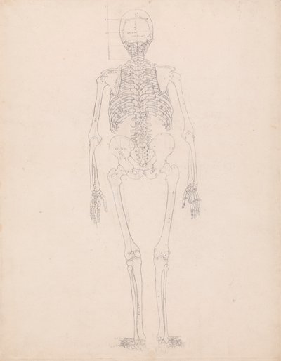 Lidská kostra, zadní pohled od George Stubbs