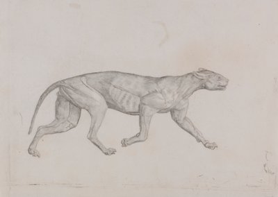 Leopardí Tělo, Boční Pohled od George Stubbs