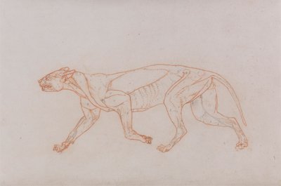 Leopardí Tělo, Boční Pohled od George Stubbs
