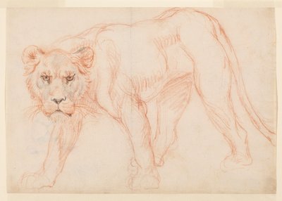 Lvice slídění, recto, 18. nebo 19. století od George Stubbs