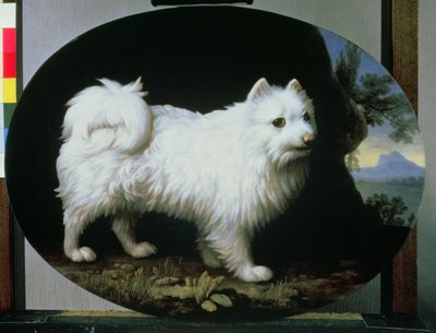 Portrét bílého psa paní Frenchové, 1782 od George Stubbs