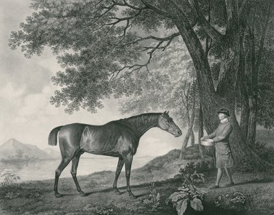 Sharke, vyryl George Townley Stubbs (1756-1815) pub. 1794 (lept) od George Stubbs