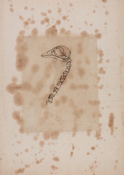 Studie hlavy a krku drůbeže, boční pohled, ze srovnávací anatomické expozice stavby lidského těla se strukturou tygra a drůbeže, 1795-1806 (pero a inkoust a grafit na pa od George Stubbs
