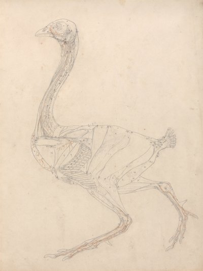 Studie drůbeže, boční pohled, diagram pro klíč k tabulce XV, ze srovnávací anatomické expozice stavby lidského těla s tygrem a drůbeží, 1795-1806 (grafit a re od George Stubbs