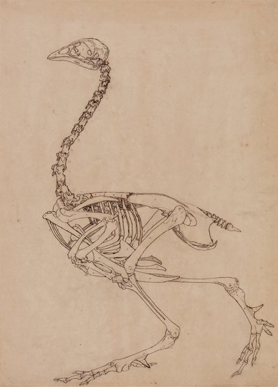 Studie drůbeže, boční pohled, ze srovnávací anatomické expozice stavby lidského těla s tygrem a drůbeží, 1795-1806 (pero a inkoust a grafit na tenkém tkaném papíru) od George Stubbs