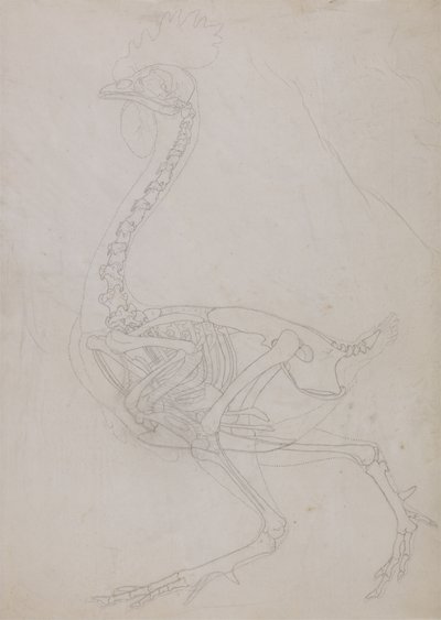 Studie drůbeže, boční pohled, ze srovnávací anatomické expozice stavby lidského těla s tygrem a drůbeží, 1795-1806 (grafit na tenkém tkaném papíru) od George Stubbs
