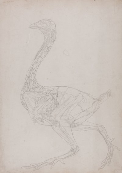 Studie drůbeže, boční pohled, ze Srovnávacího anatomického výkladu stavby lidského těla s tygrem a drůbeží, 1795-1806 (grafit na tenkém papíře) od George Stubbs